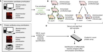 Identification of broadly-conserved parasitic nematode proteins that activate immunity